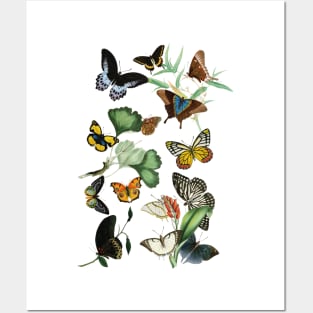 Vintage butterflies Posters and Art